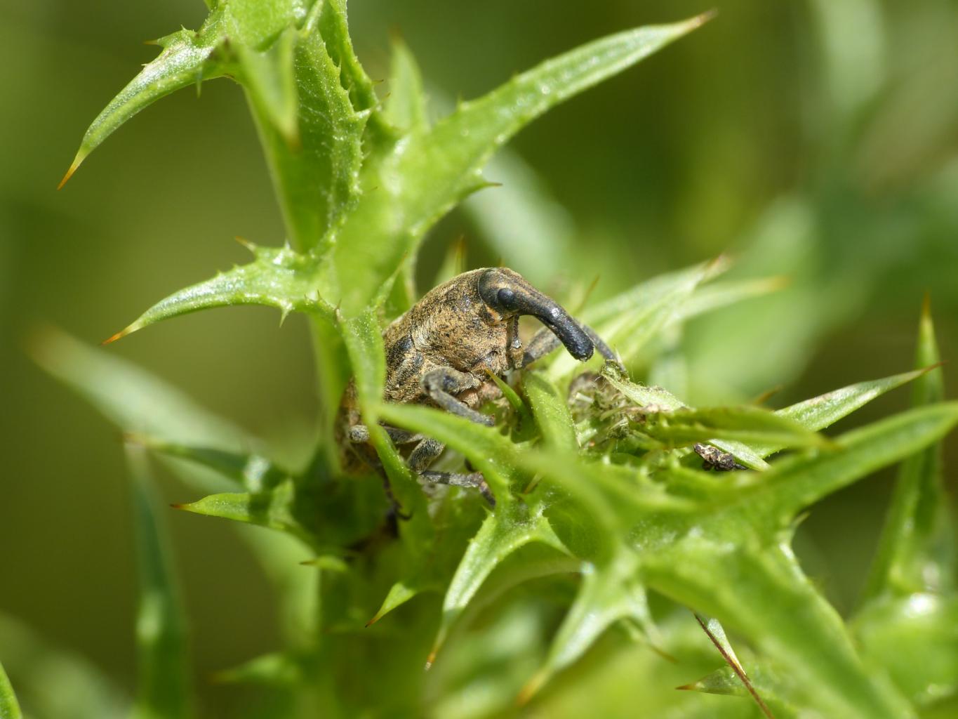 Curculionidae su cardo -  Larinus ursus
